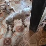 Abrigo virou inferno: cães famintos, doentes e carcaças em ONG do Rio