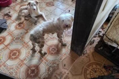 Abrigo virou inferno: cães famintos, doentes e carcaças em ONG do Rio