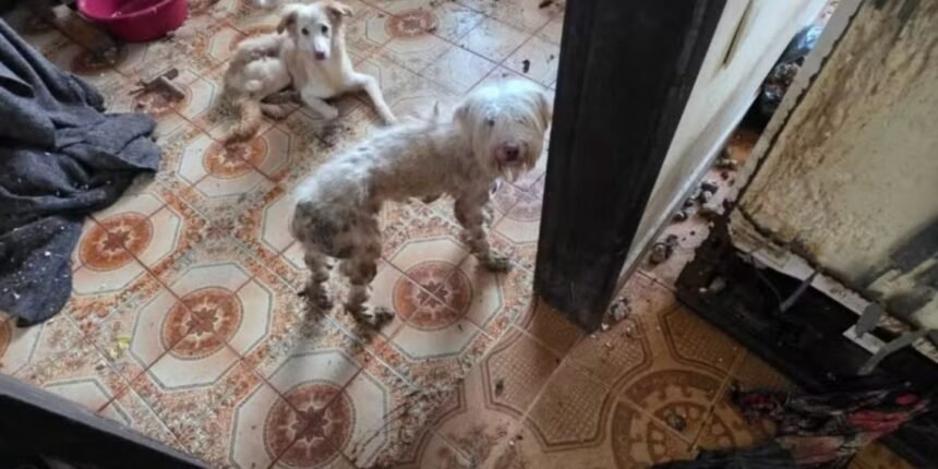 Abrigo virou inferno: cães famintos, doentes e carcaças em ONG do Rio