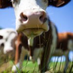 A vaca foi pro brejo! Tarifaço de 55% sobre a carne brasileira entra em vigor, e oposição cobra Lula