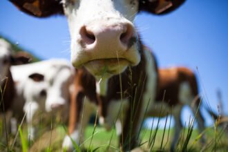 A vaca foi pro brejo! Tarifaço de 55% sobre a carne brasileira entra em vigor, e oposição cobra Lula